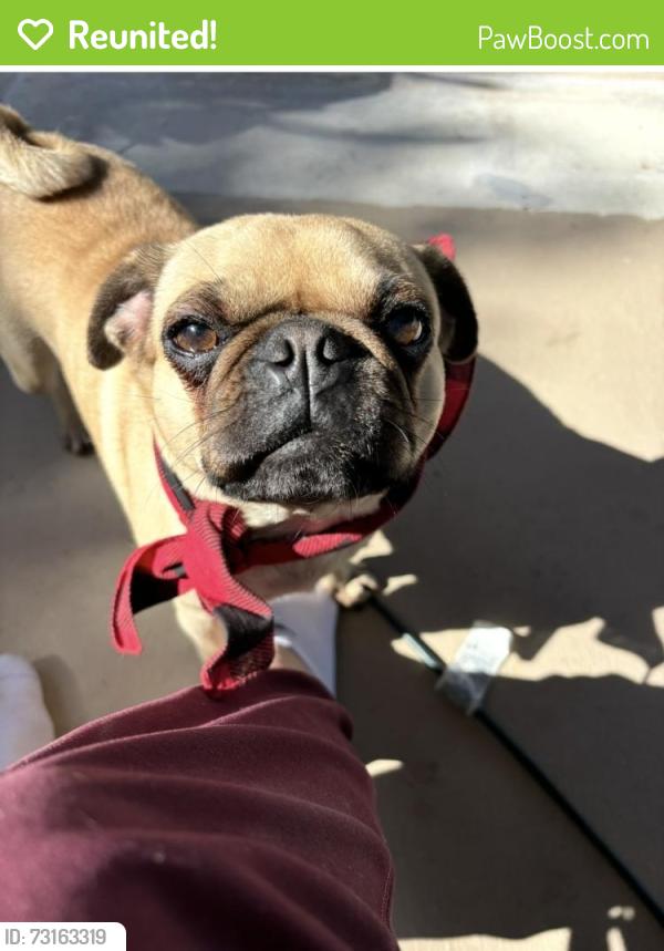 Reunited Female Dog last seen Franjo Road and Tiffany drive, Cutler Bay, FL 33157