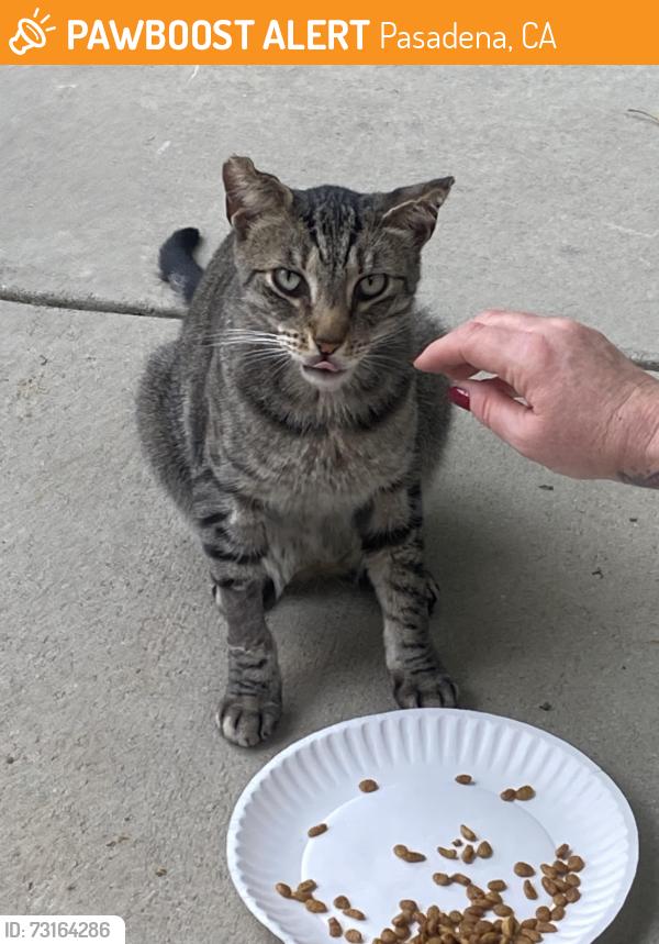 Found/Stray Male Cat last seen Lake ave, Pasadena, CA 91101