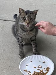 Found/Stray Male Cat last seen Lake ave, Pasadena, CA 91101