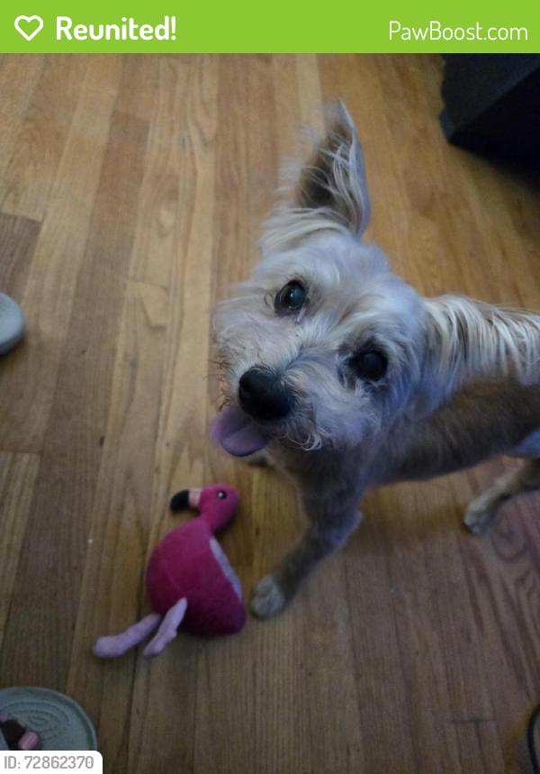 Reunited Male Dog last seen 95th Halsted Street, Chicago, IL 60620