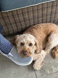 Lost Female Dog last seen Allens Lane end, below Wissahicken Ave, cul de sac, Philadelphia, PA 19119