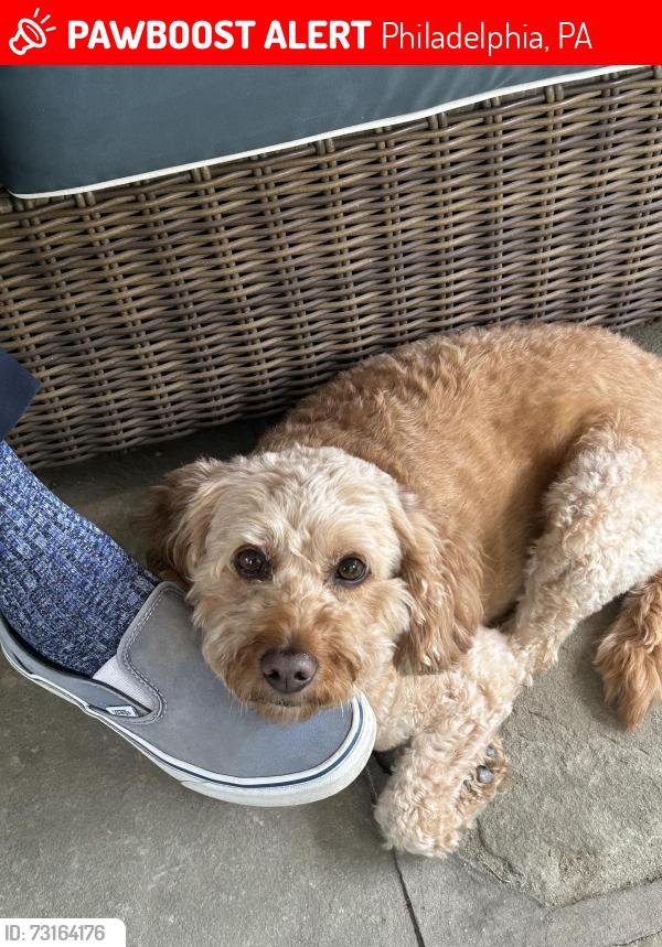Lost Female Dog last seen Allens Lane end, below Wissahicken Ave, cul de sac, Philadelphia, PA 19119