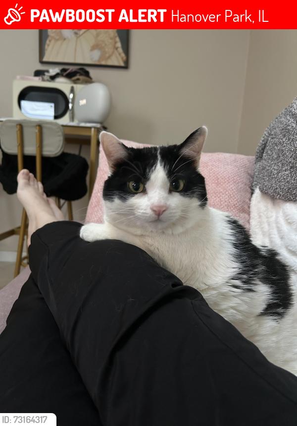 Lost Female Cat last seen Kingsbury and, Hanover Park, IL 60133