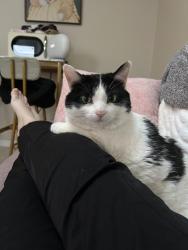 Lost Female Cat last seen Kingsbury and, Hanover Park, IL 60133