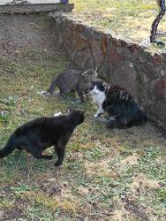 Found/Stray Unknown Cat last seen Holmes and Winthrope Street, Oakland, CA 94605
