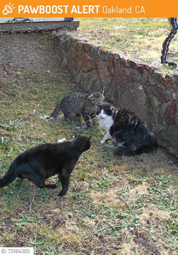Found/Stray Unknown Cat last seen Holmes and Winthrope Street, Oakland, CA 94605
