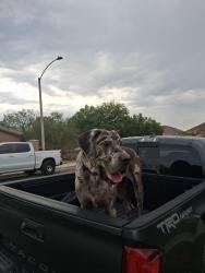Reunited Male Dog last seen Hillside Dr, Lake Elsinore, CA 92532