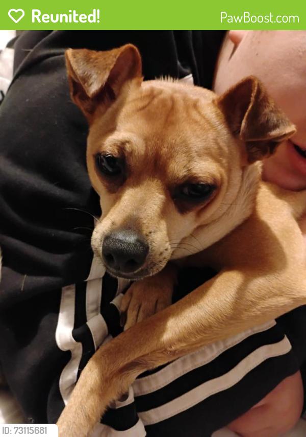 Reunited Female Dog last seen Jacktown Rd, Marion, NC 28752