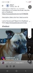 Lost Male Dog last seen Altgelt and babcock, Balcones Heights, TX 78201