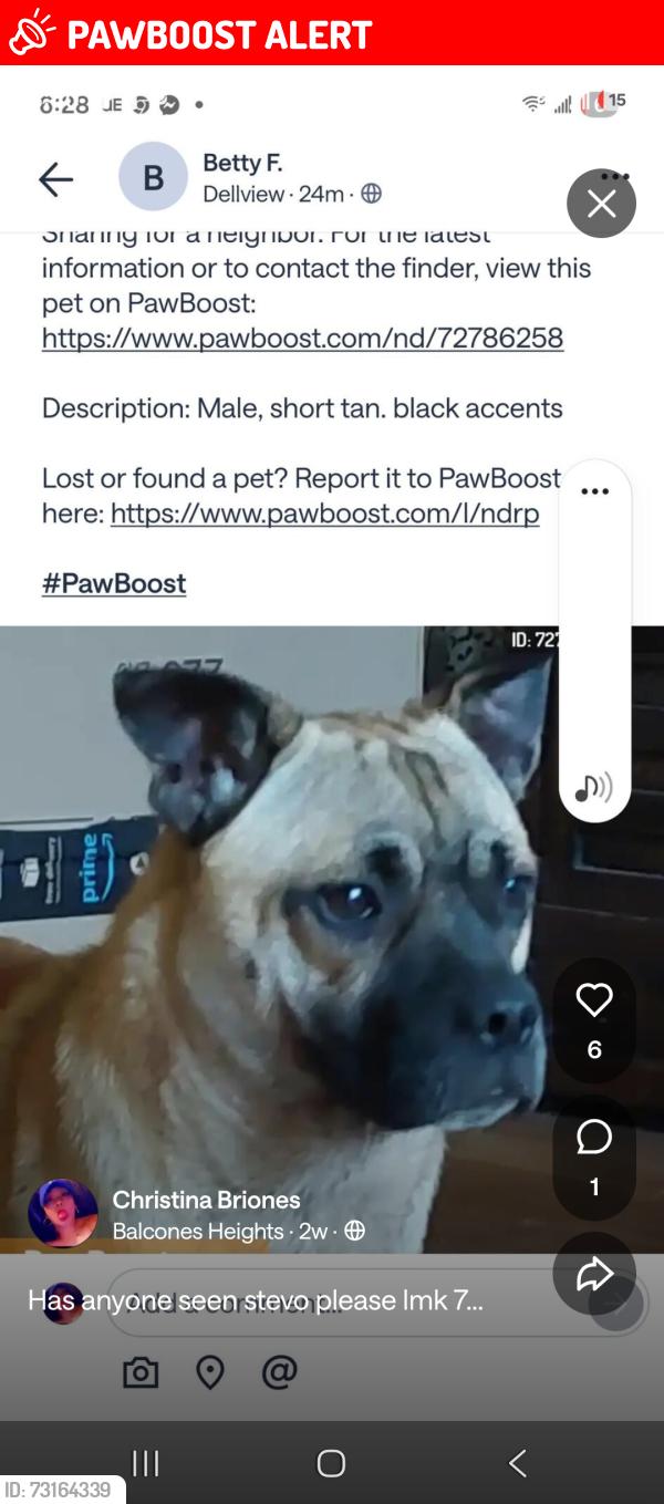 Lost Male Dog last seen Altgelt and babcock, Balcones Heights, TX 78201