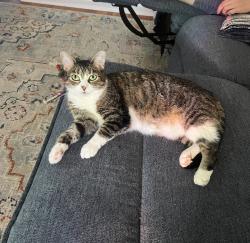 Lost Female Cat last seen Madison Pkwy, Cincinnati, OH 45209