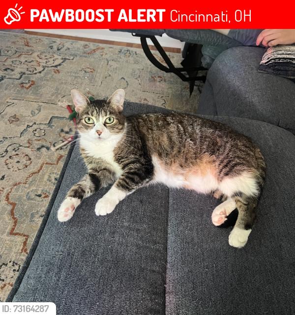Lost Female Cat last seen Madison Pkwy, Cincinnati, OH 45209
