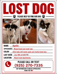 Lost Male Dog last seen Wood creek apmts, pleasant hill, ca, Pleasant Hill, CA 94523