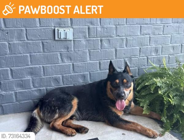 Found/Stray Male Dog last seen Near North and Cutoff Road in Walter Hill, Rutherford County, TN 37129
