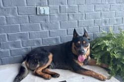 Found/Stray Male Dog last seen Near North and Cutoff Road in Walter Hill, Rutherford County, TN 37129