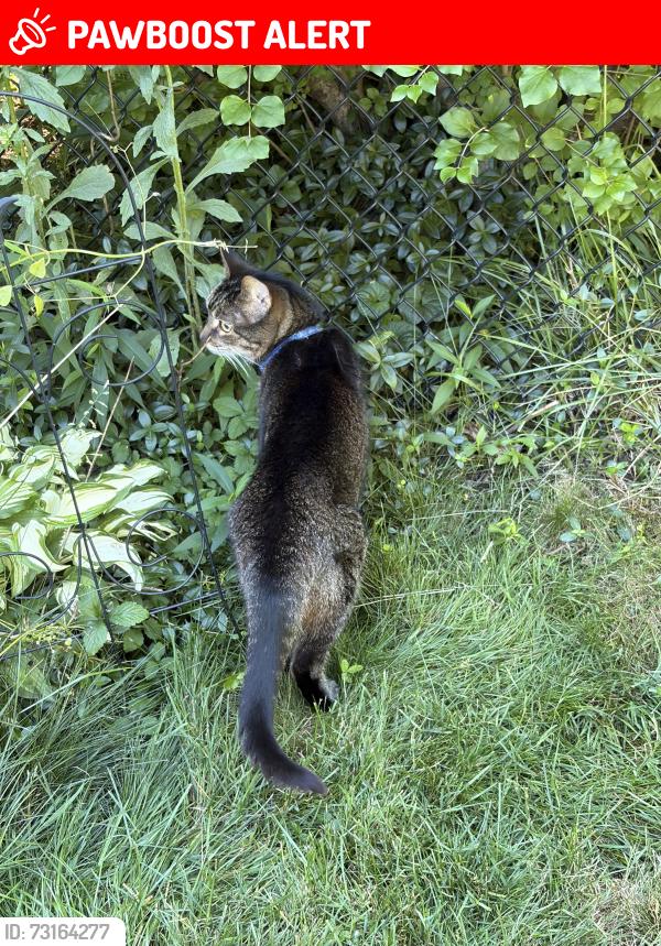 Lost Male Cat last seen Albon and Monclova, Monclova Township, OH 43542