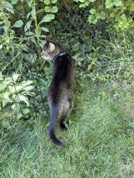 Lost Male Cat last seen Albon and Monclova, Monclova Township, OH 43542