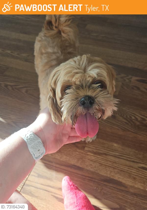 Found/Stray Female Dog last seen Meadow creek, Tyler, TX 75703