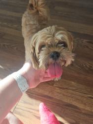 Found/Stray Female Dog last seen Meadow creek, Tyler, TX 75703