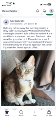 Reunited Female Cat last seen Ryan road and Alma school, Chandler, AZ 85286