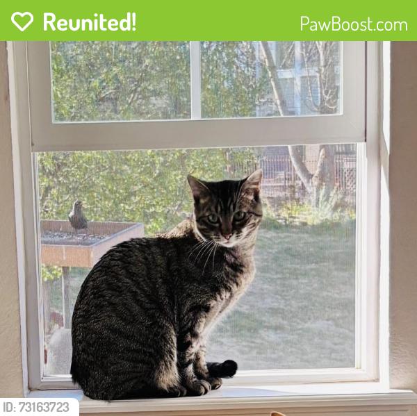 Reunited Male Cat last seen S Quemoy way and E Peakview Dr, Aurora, CO 80016