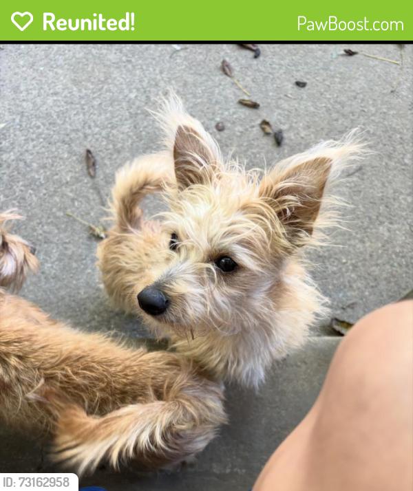 Reunited Male Dog last seen E Morton st, Bethlehem, PA 18015