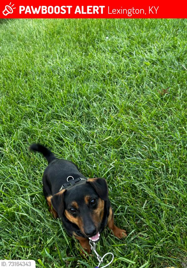 Lost Male Dog last seen Lexington ky 445 whispering Hills Dr, Lexington, KY 40517