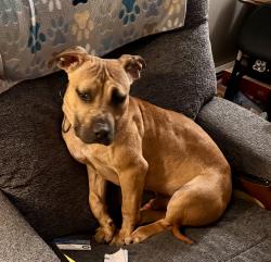 Lost Male Dog last seen Judy dr Annville PA Near the Palmyra Sportsman’s club, North Annville Township, PA 17003