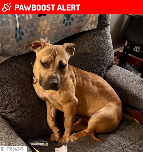 Lost Male Dog last seen Judy dr Annville PA Near the Palmyra Sportsman’s club, North Annville Township, PA 17003