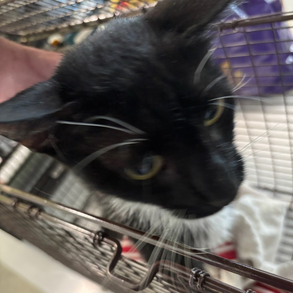 Shelter Stray Female Cat last seen Near North Street, HARTFORD, IA, 50118, Des Moines, IA 50313