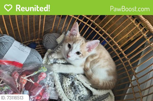 Reunited Male Cat last seen Beech dr off of twin oaks in the chatue woods sub, Conroe, TX 77385