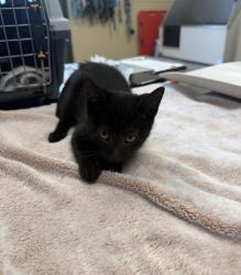 Shelter Stray Male Cat last seen Near Rincon Ave, LIVERMORE, CA, 94550, 8323 Baldwin St, Oakland, CA 94621, USA