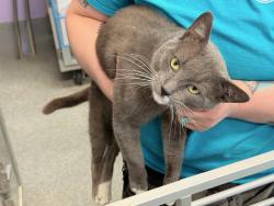 Shelter Stray Male Cat last seen Near Hughes Avenue, BRONX, NY, 10454, 326 E 110th St, New York, NY 10029, USA