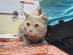 Shelter Stray Male Cat last seen Near Palomar Oaks Way, Carlsbad, CA, 92011, Oceanside, CA 92058, USA