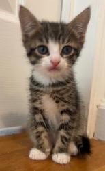 Shelter Stray Male Cat last seen Near E 149th Street, BRONX, NY, 10455, 326 E 110th St, New York, NY 10029, USA