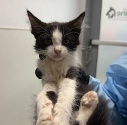 Shelter Stray Male Cat last seen Near Ashford Street, San Diego, CA, 92111, 5500 Gaines St, San Diego, CA 92110, USA