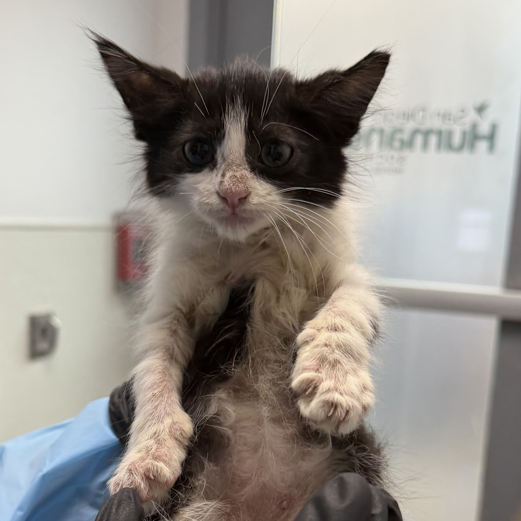 Shelter Stray Female Cat last seen Near Ashford Street, San Diego, CA, 92111, 5500 Gaines St, San Diego, CA 92110, USA