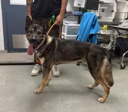 Shelter Stray Male Dog last seen Near Kingsbridge Avenue, BRONX, NY, 10463, 326 E 110th St, New York, NY 10029, USA