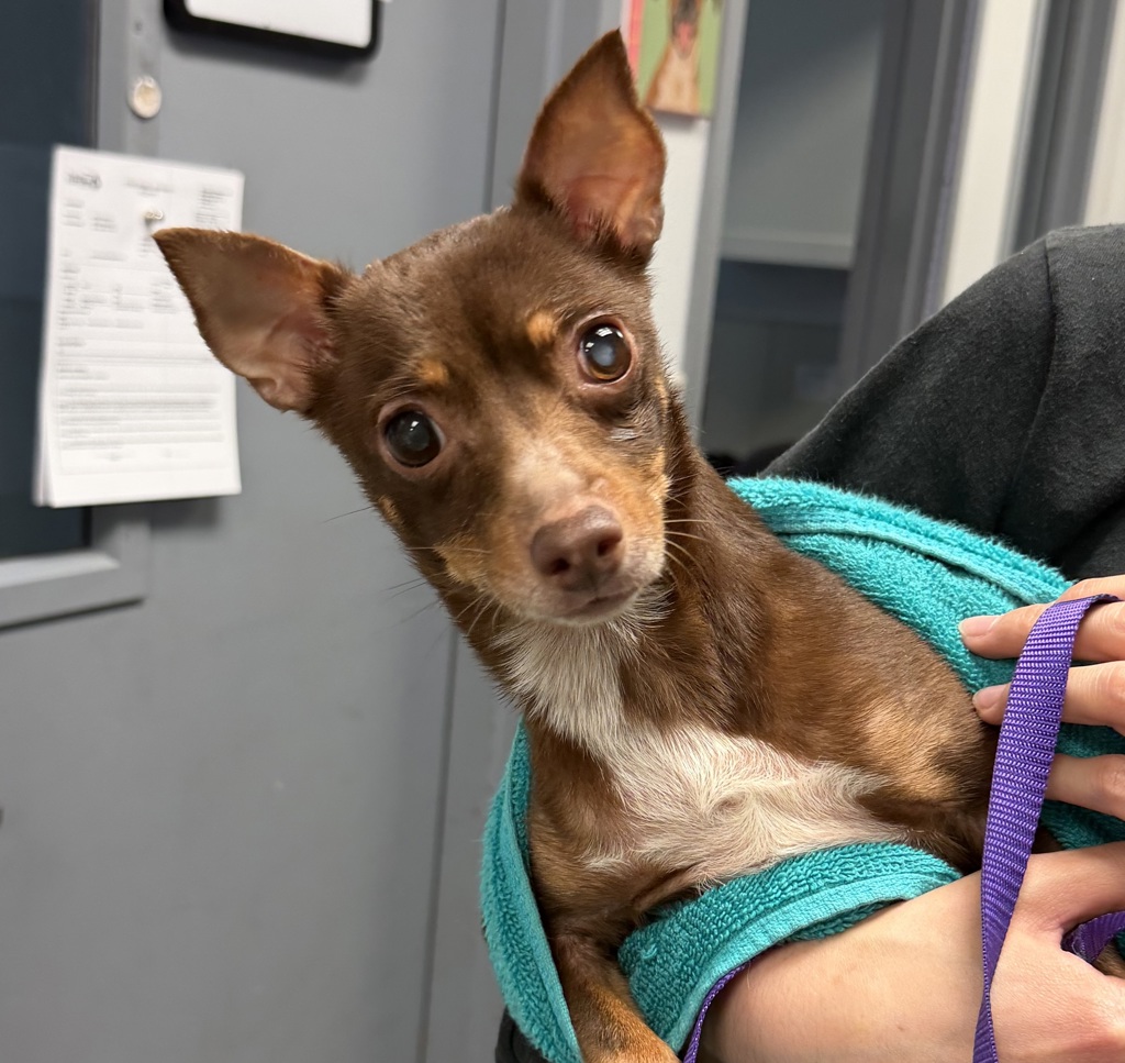 Shelter Stray Female Dog last seen Balboa Avenue, San Diego, CA, 92117, 5500 Gaines St, San Diego, CA 92110, USA