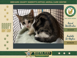 Shelter Stray Female Cat last seen Near Grove Avenue, COCOA, FL, 32922, 5100 W Eau Gallie Blvd, Melbourne, FL 32934, USA