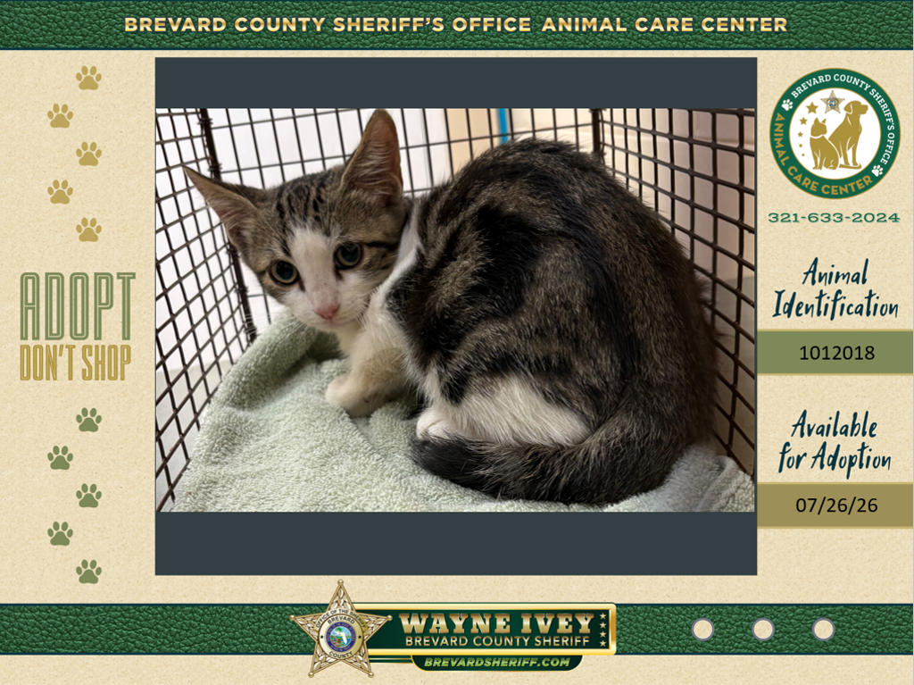 Shelter Stray Female Cat last seen Near Grove Avenue, COCOA, FL, 32922, 5100 W Eau Gallie Blvd, Melbourne, FL 32934, USA