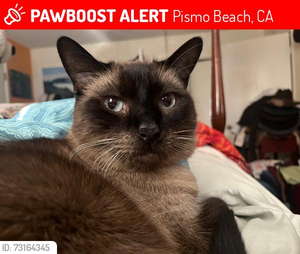 Lost Male Cat last seen Spyglass drive, Pismo Beach, CA 93449