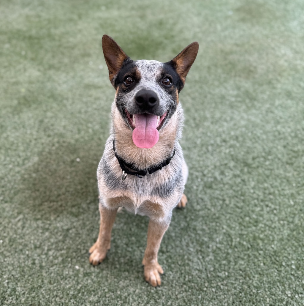 Shelter Stray Male Dog last seen Near Carmelo Drive, Oceanside, CA, 92054, Oceanside, CA 92058, USA