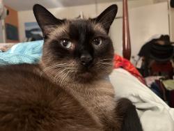 Lost Male Cat last seen Spyglass drive, Pismo Beach, CA 93449