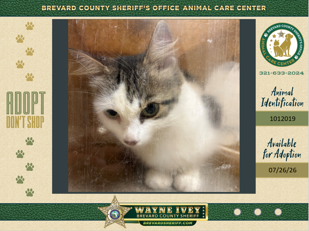 Shelter Stray Female Cat last seen Near Grove Avenue, COCOA, FL, 32922, 5100 W Eau Gallie Blvd, Melbourne, FL 32934, USA