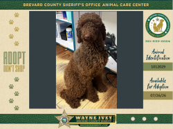 Shelter Stray Female Dog last seen Near Fiesta Avenue SE, PALM BAY, FL, 32909, 5100 W Eau Gallie Blvd, Melbourne, FL 32934, USA