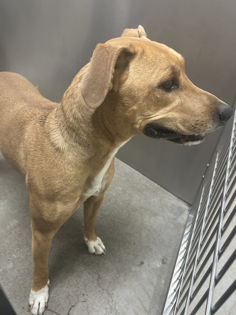 Shelter Stray Female Dog last seen WA, 6815 E Trent Ave, Spokane, WA 99212, USA