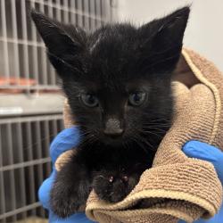 Shelter Stray Male Cat last seen NE Keyport Drive NE, Poulsbo, WA, 98370, 9167 Dickey Rd NW, Silverdale, WA 98383, USA