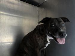 Shelter Stray Female Dog last seen SW 2nd/Main, OR, 1700 W Historic Columbia River Hwy, Troutdale, OR 97060, USA