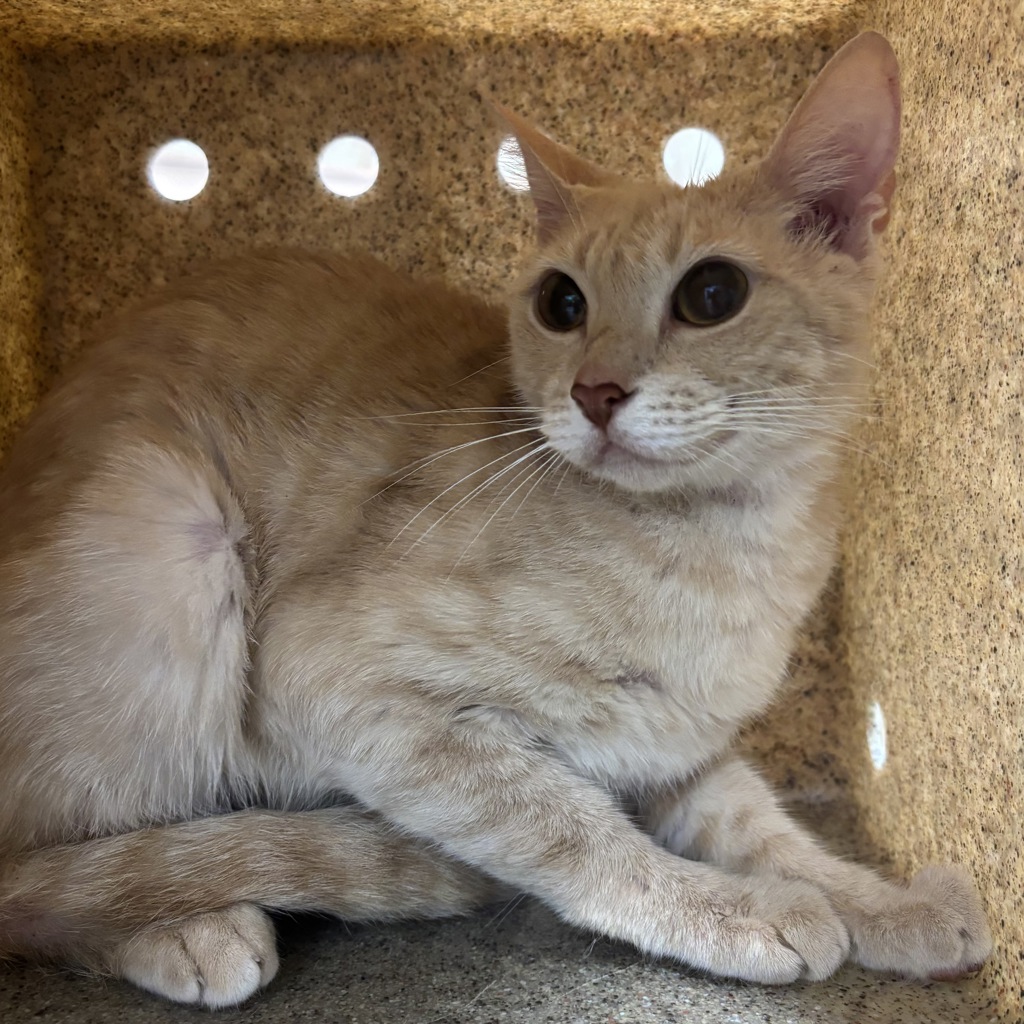 Shelter Stray Female Cat last seen Gamble Bay Road NE, KINGSTON, WA, 98346, 9167 Dickey Rd NW, Silverdale, WA 98383, USA
